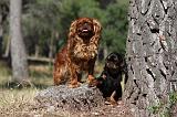 KING CHARLES SPANIEL 152